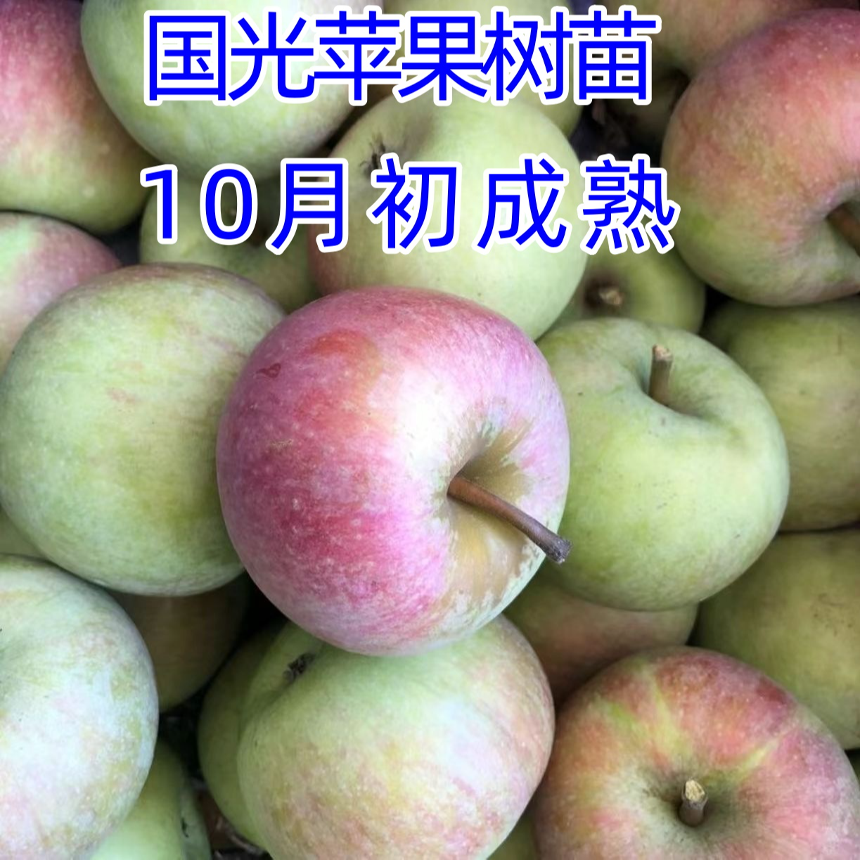 老品种小国光苹果树苗 国光苹果