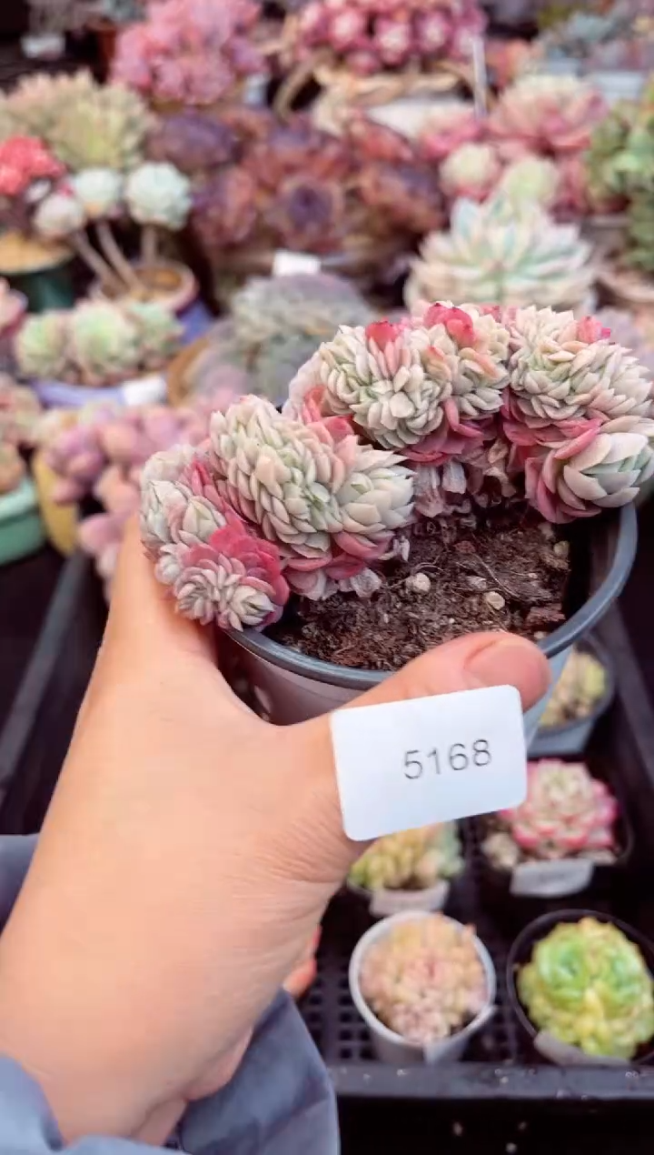 【闪购商品】5168贝瑞缀化多肉