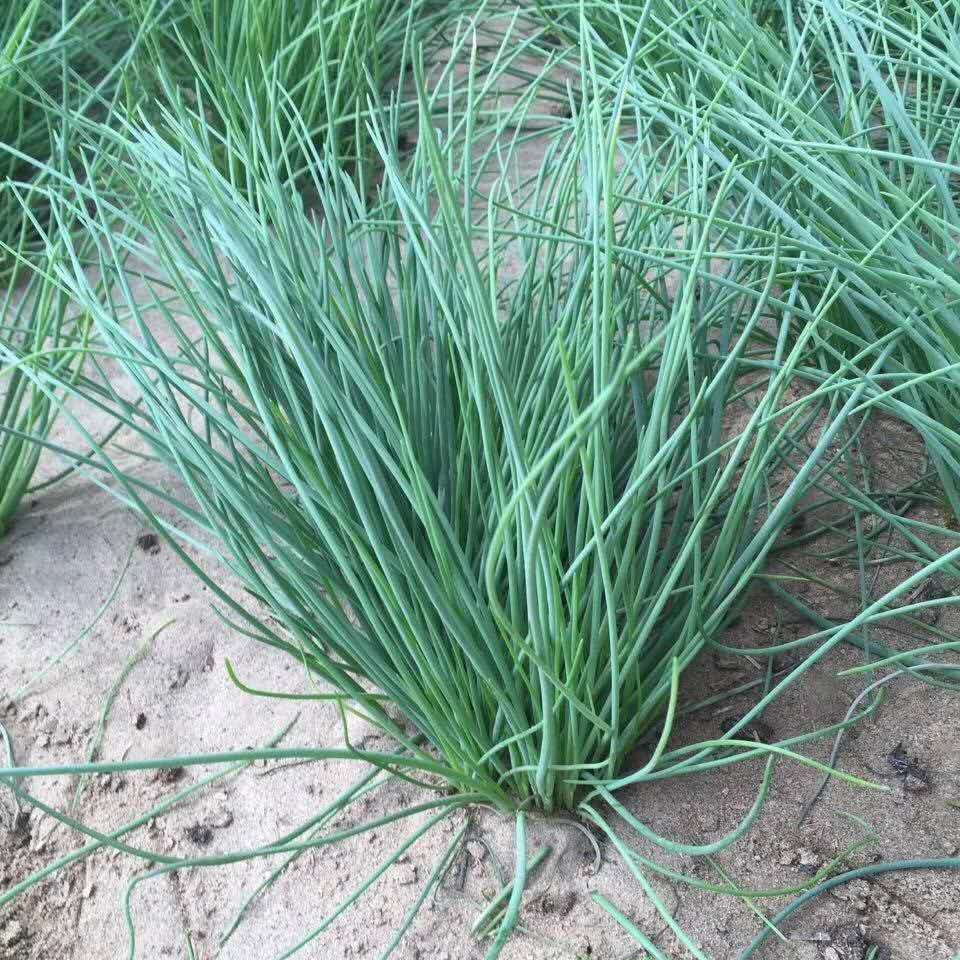 沙葱 约500g±50g/盒