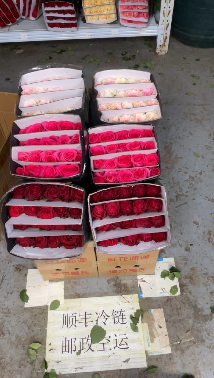 高原红20枝+佛洛依德20枝+洛神20枝