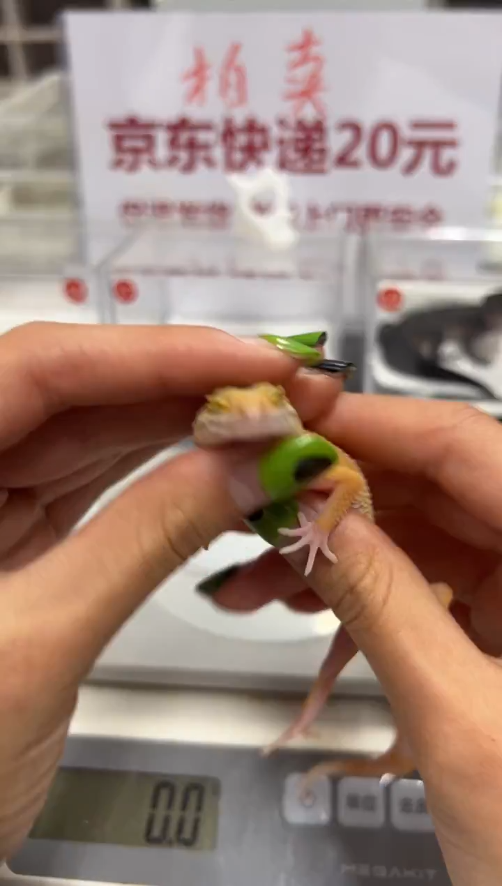 豹纹守宫00000000