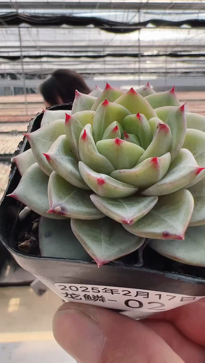 【闪购商品】龙鳞-2