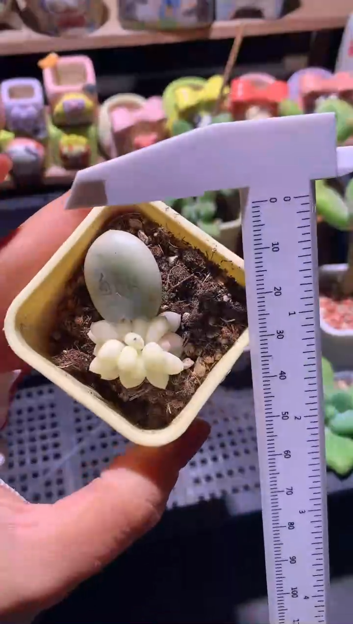 蛋黄奶酪锦，全锦不售后的哦