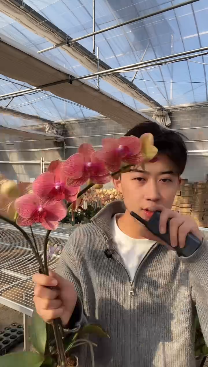 完全开放KV622蝴蝶兰