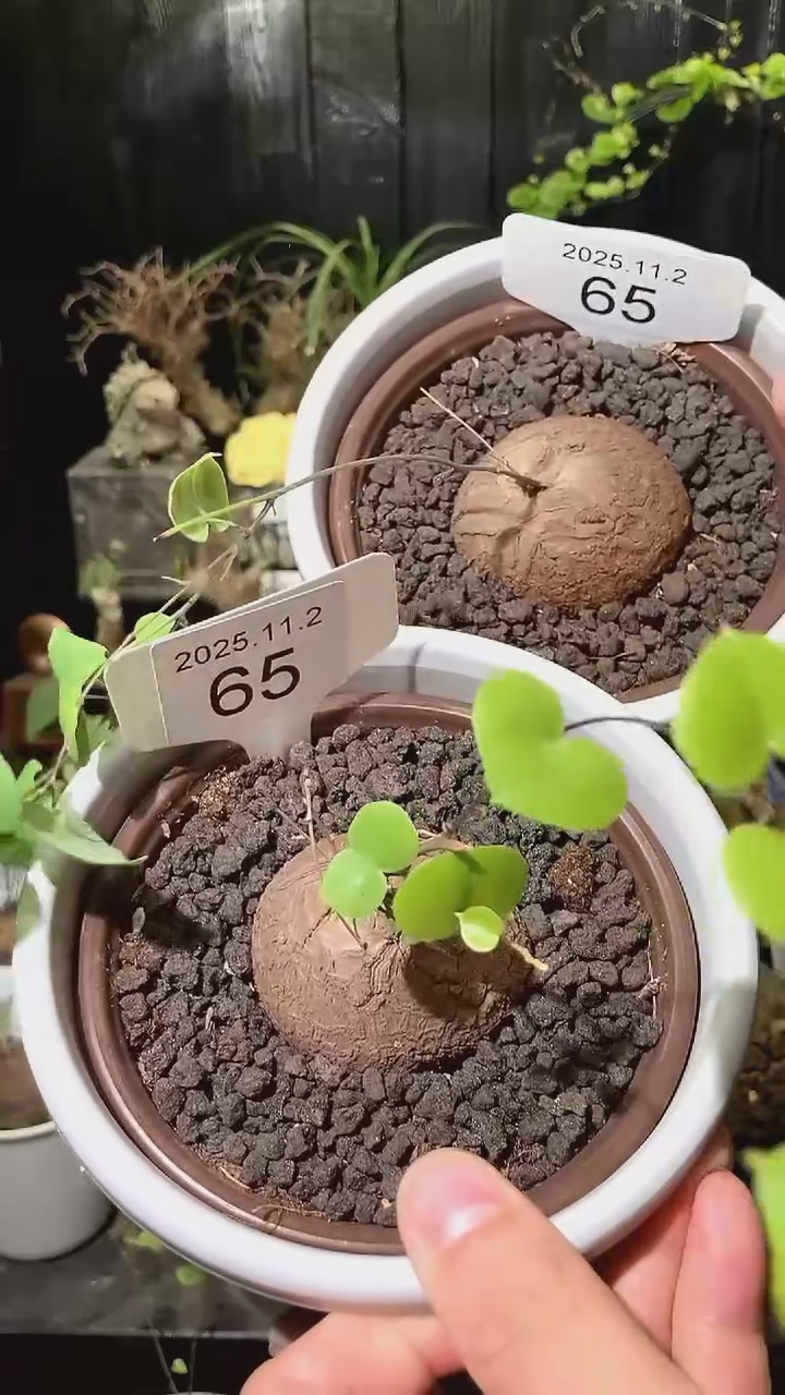 65号1102福利特价南非龟甲龙套餐