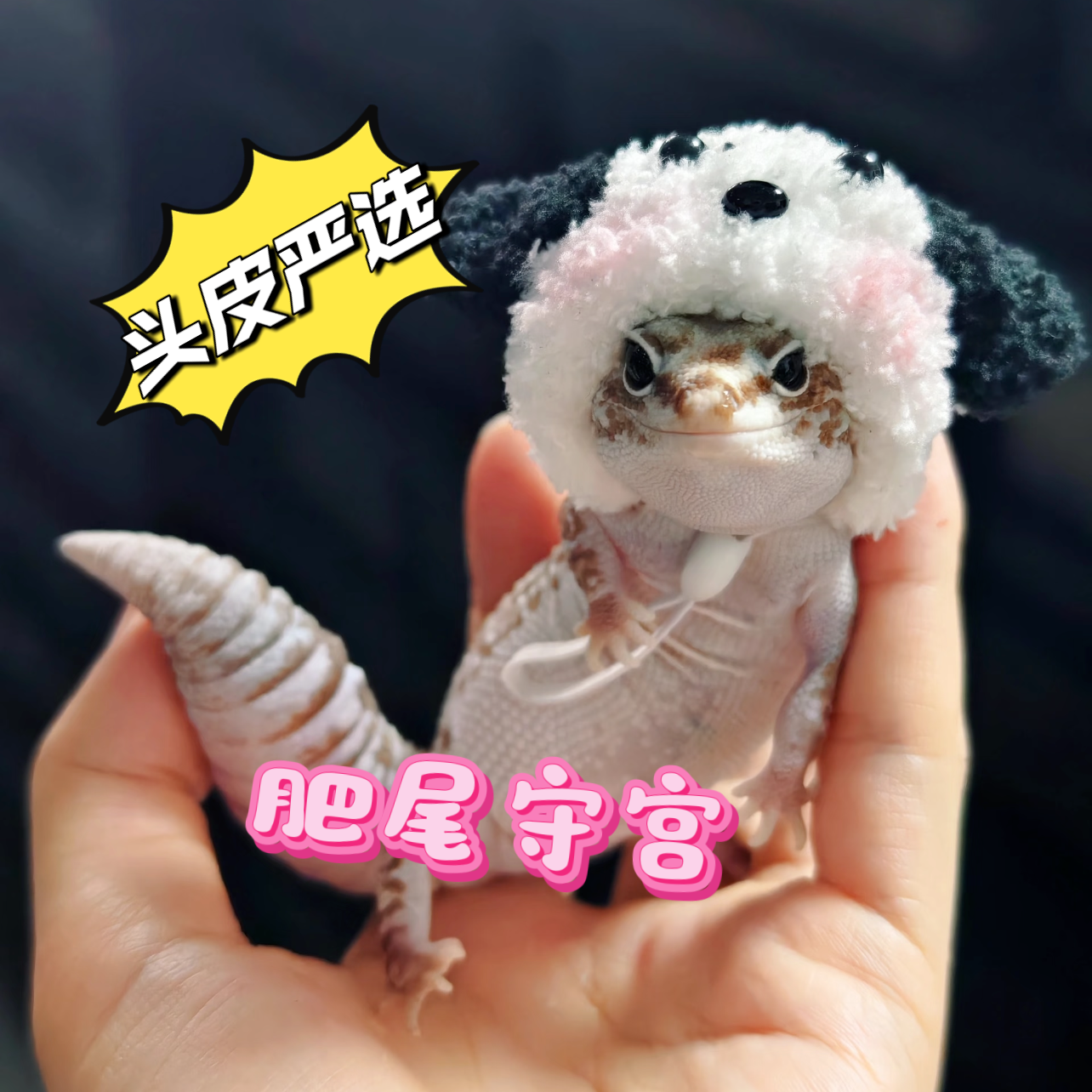 肥尾守宫龙傲天懒人宠物超好养超可爱守宫