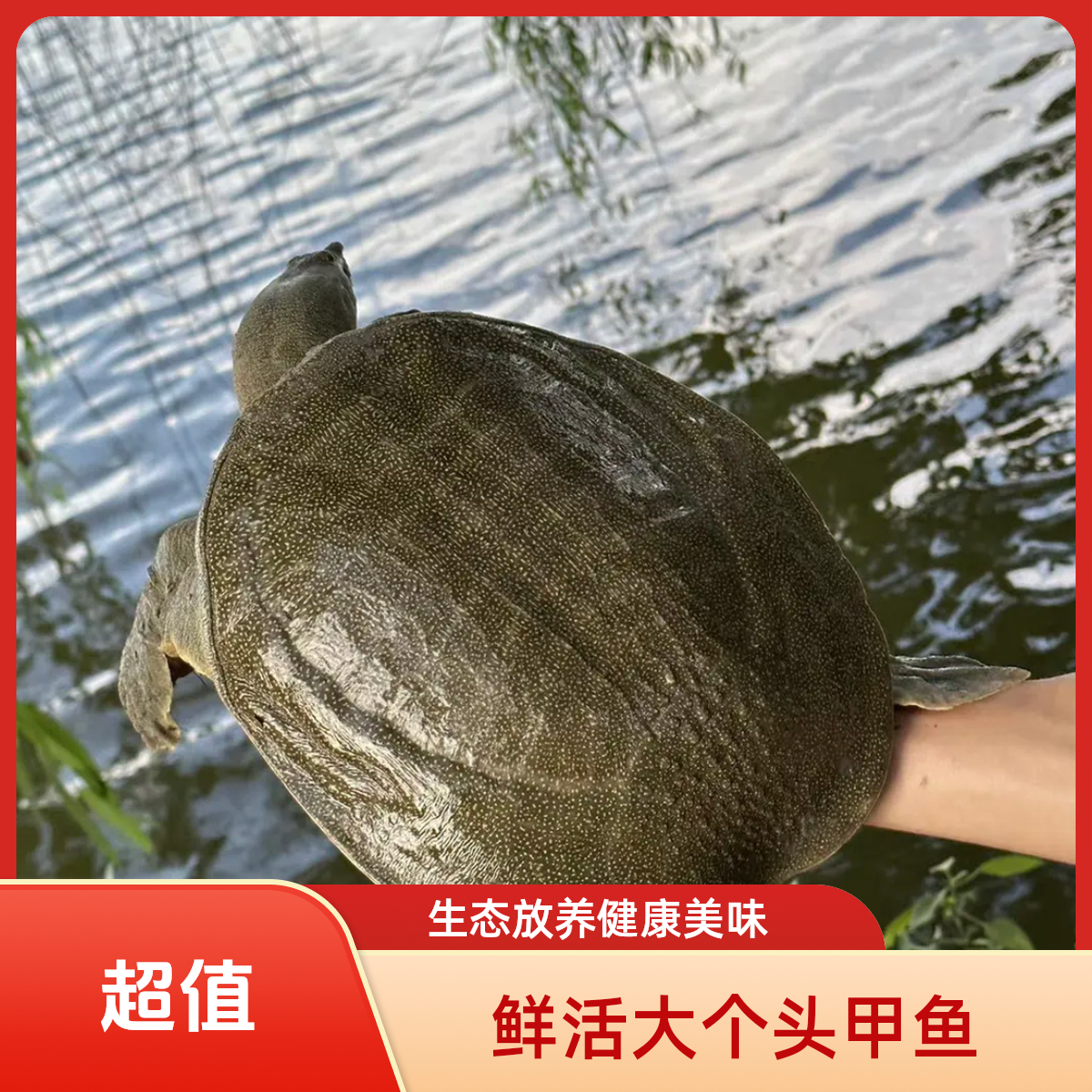 2只装  鲜活甲鱼 到手不低于4斤  青黑背  顺丰包邮
