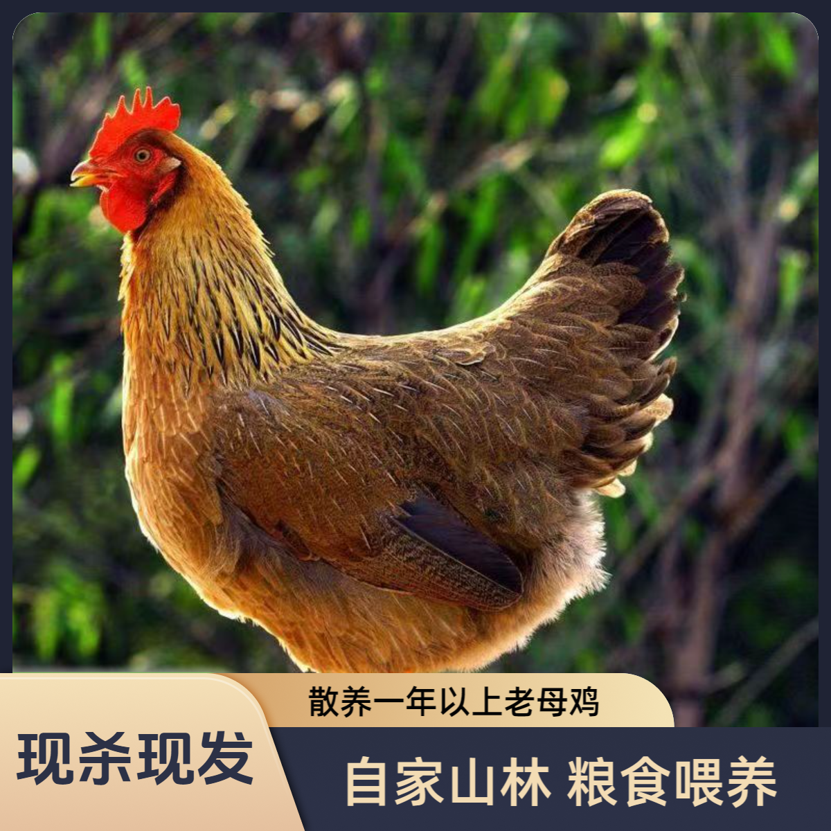 （宰杀好的）两只230天散养正宗清远鸡 粮食喂养 每天现杀现发！