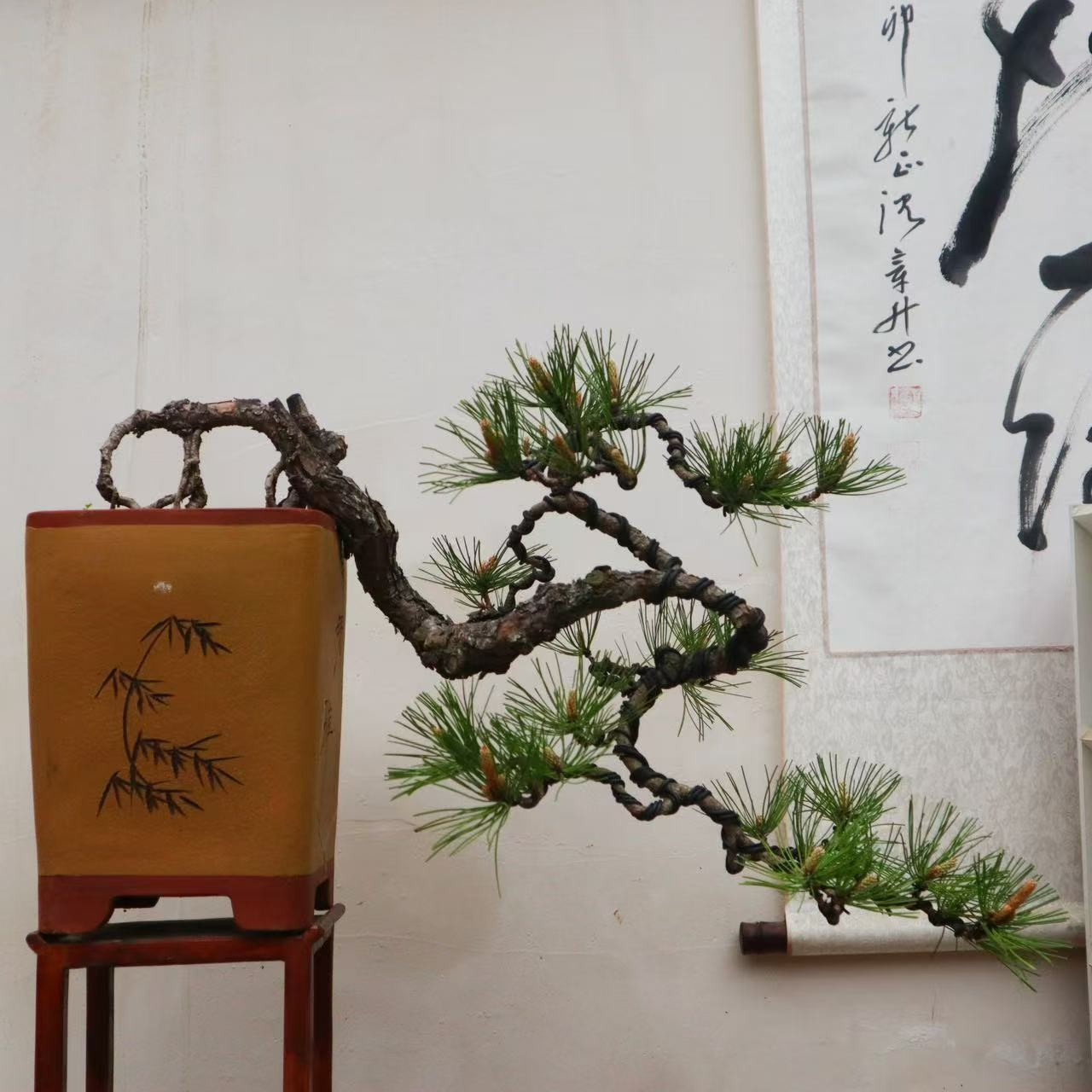 黄山松室内外老桩造型盆景一物一拍