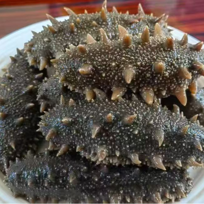 鲜食海参大连海参(一根)16克