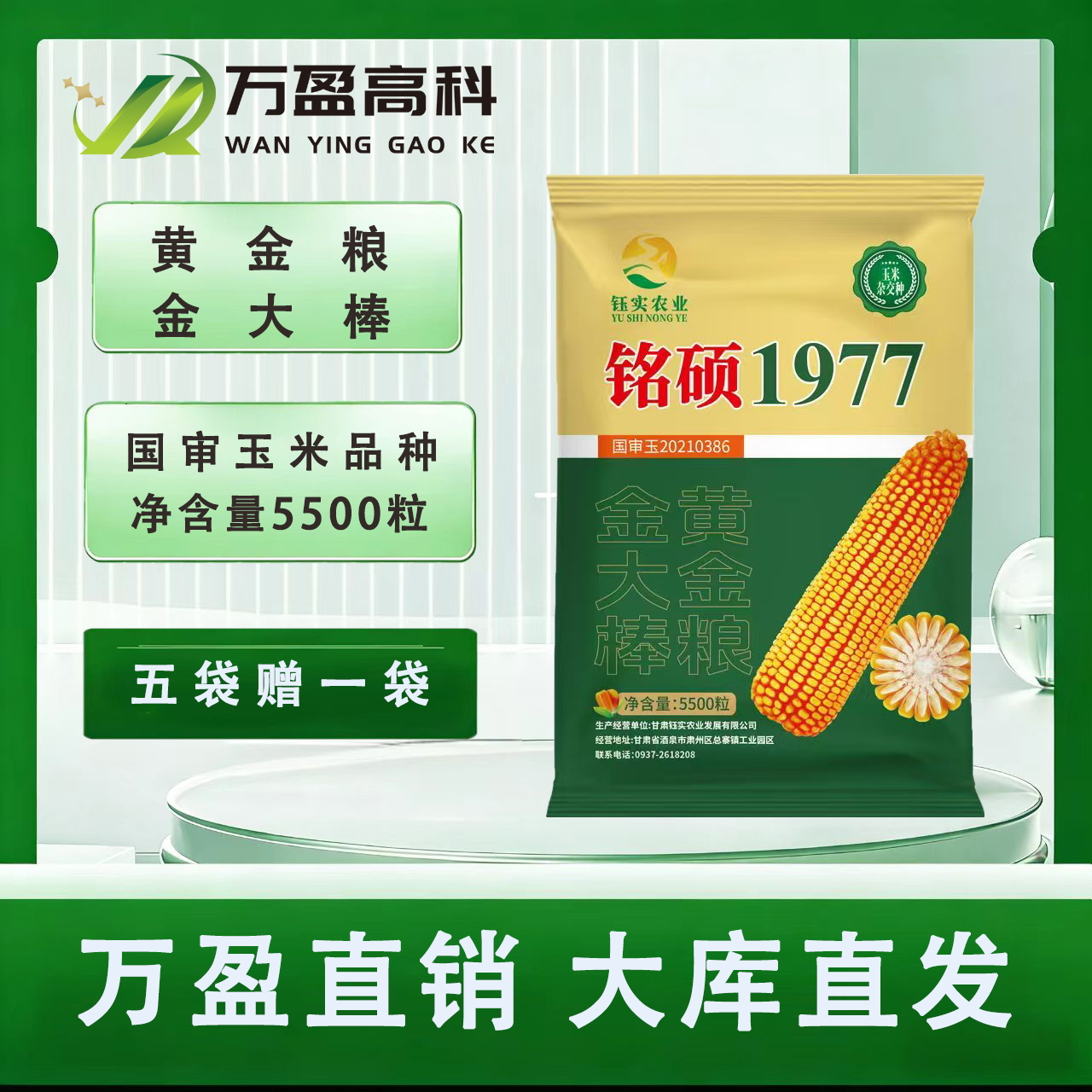 铭硕1977国审大棒打粮多抗茎腐抗穗腐黄金粮金大棒