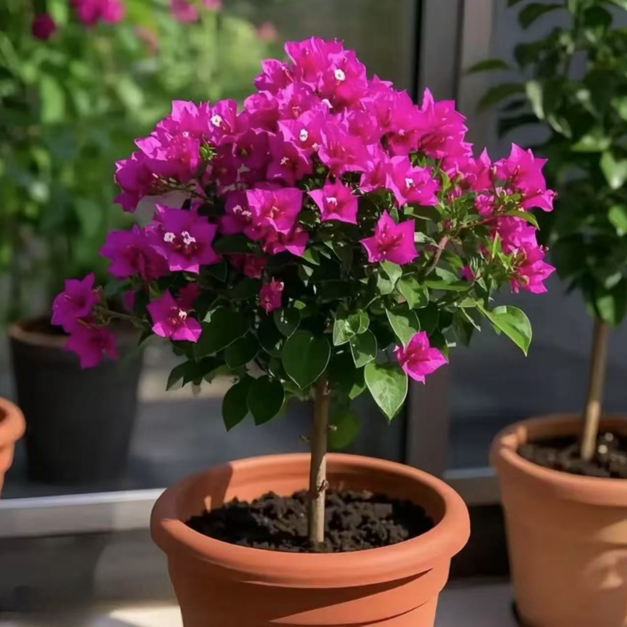 三角梅盆栽四季开花植物适合阳台庭院种植大苗