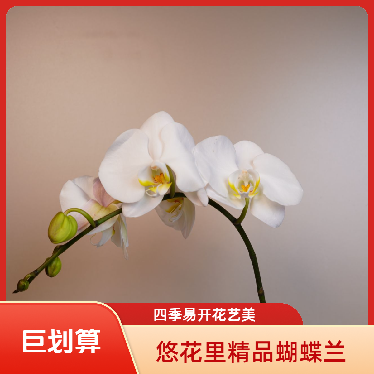 花漫里基地蝴蝶兰(大白V3）全花带花苞开花株发货