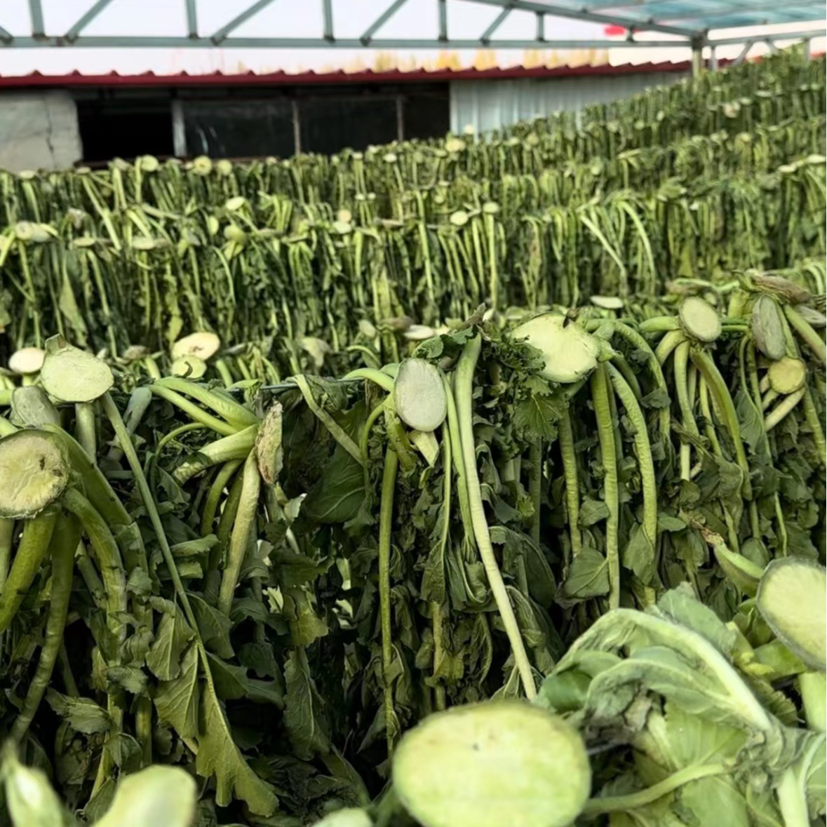 2025年隽浩碱地咸萝卜缨子盐渍萝卜缨子5斤