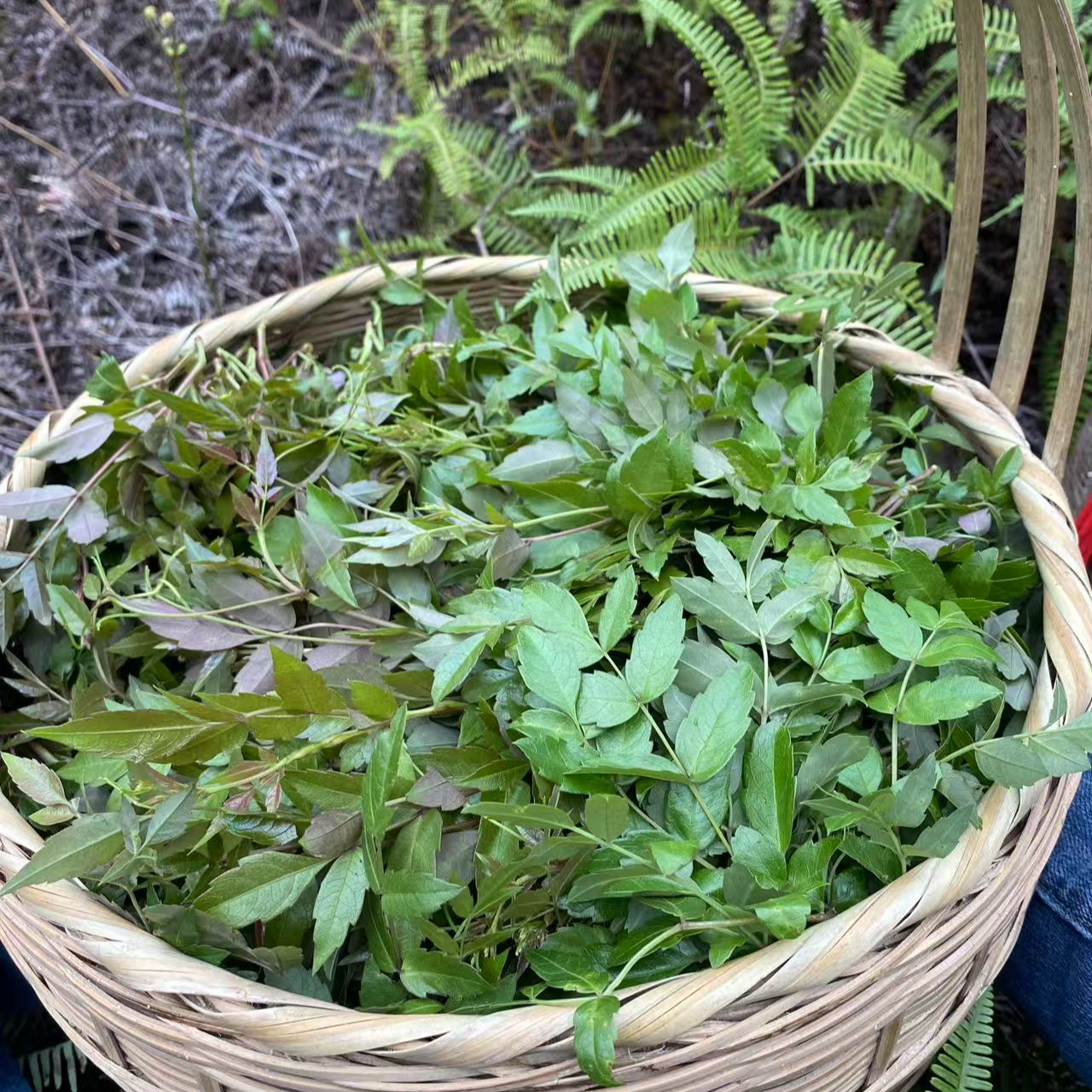 广西明前藤茶龙须芽新茶莓茶野生山货上等广西广西藤茶手工茶