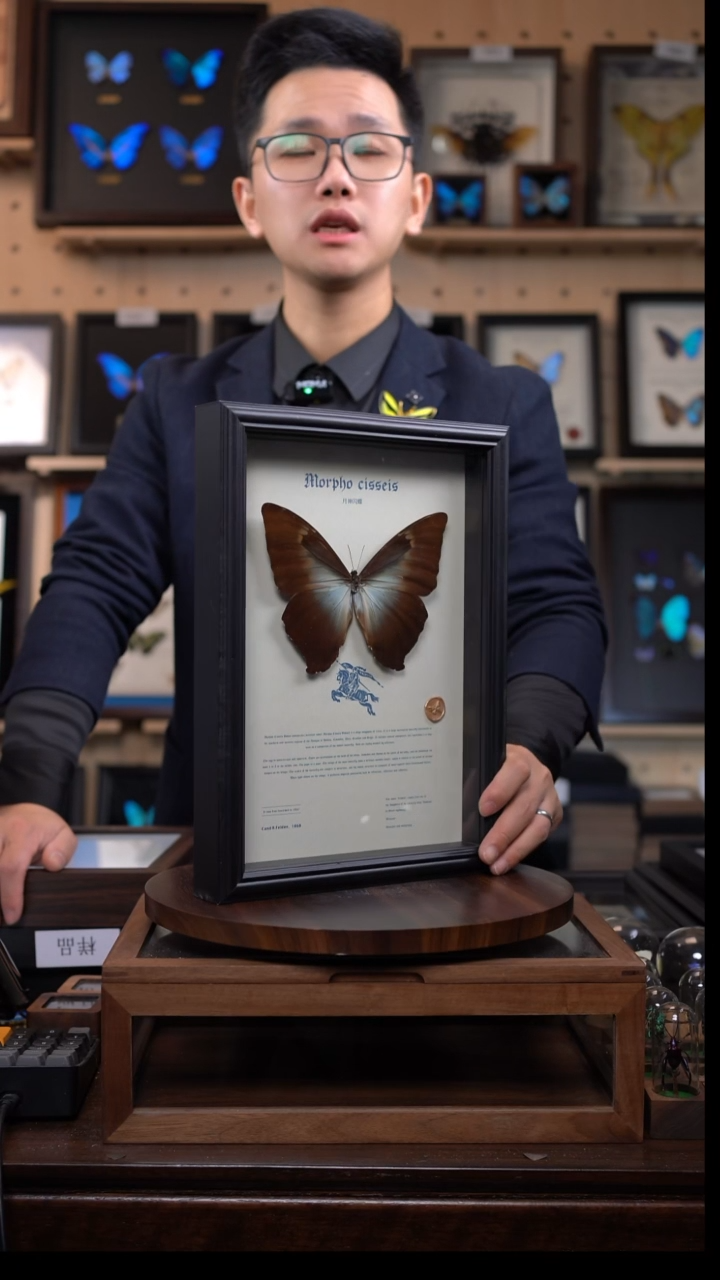 蝴蝶标本摆件竞拍月神闪蝶g亚d427