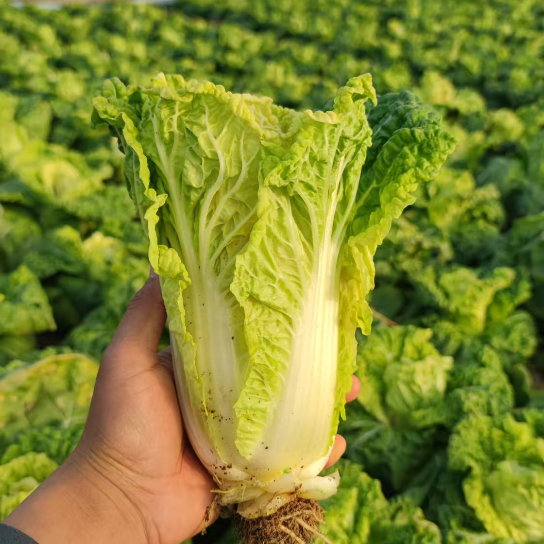 农大豫艺酥脆现采直发小白菜好吃新鲜约4斤装