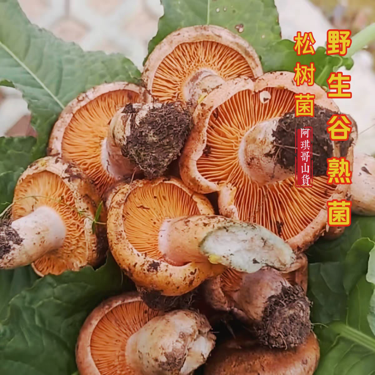 四川新鲜松树菌黄树菌松茸菌子新鲜野生菌菌菇新鲜三九菇枞菌松菌