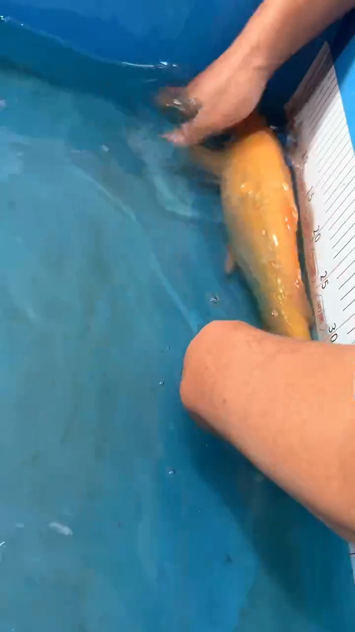 锦鲤太饱锦鲤36cm-45cm不包邮到付