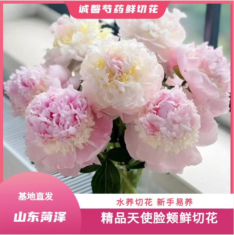 【 天使脸颊 - 种 苗】 山东菏泽诚馨种苗基地 保对版对色 源头直发