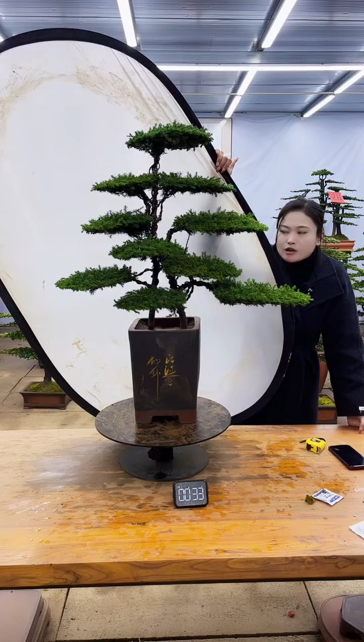 【闪购商品】高端盆景一物一拍，所见即所得