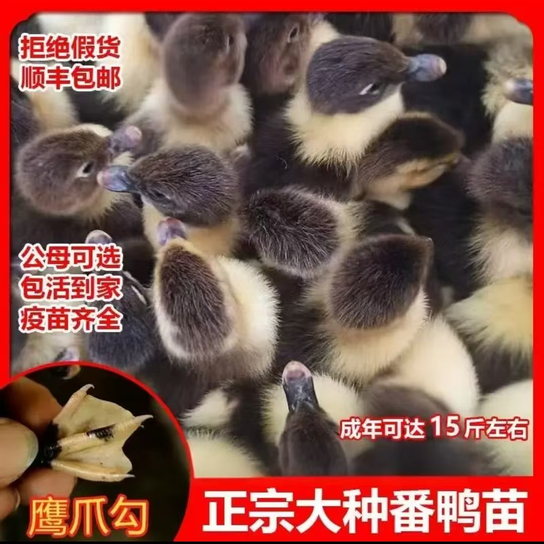宠物鸭大种红头番鸭西洋鸭旱鸭豚鸭正宗番鸭出壳苗活体发货
