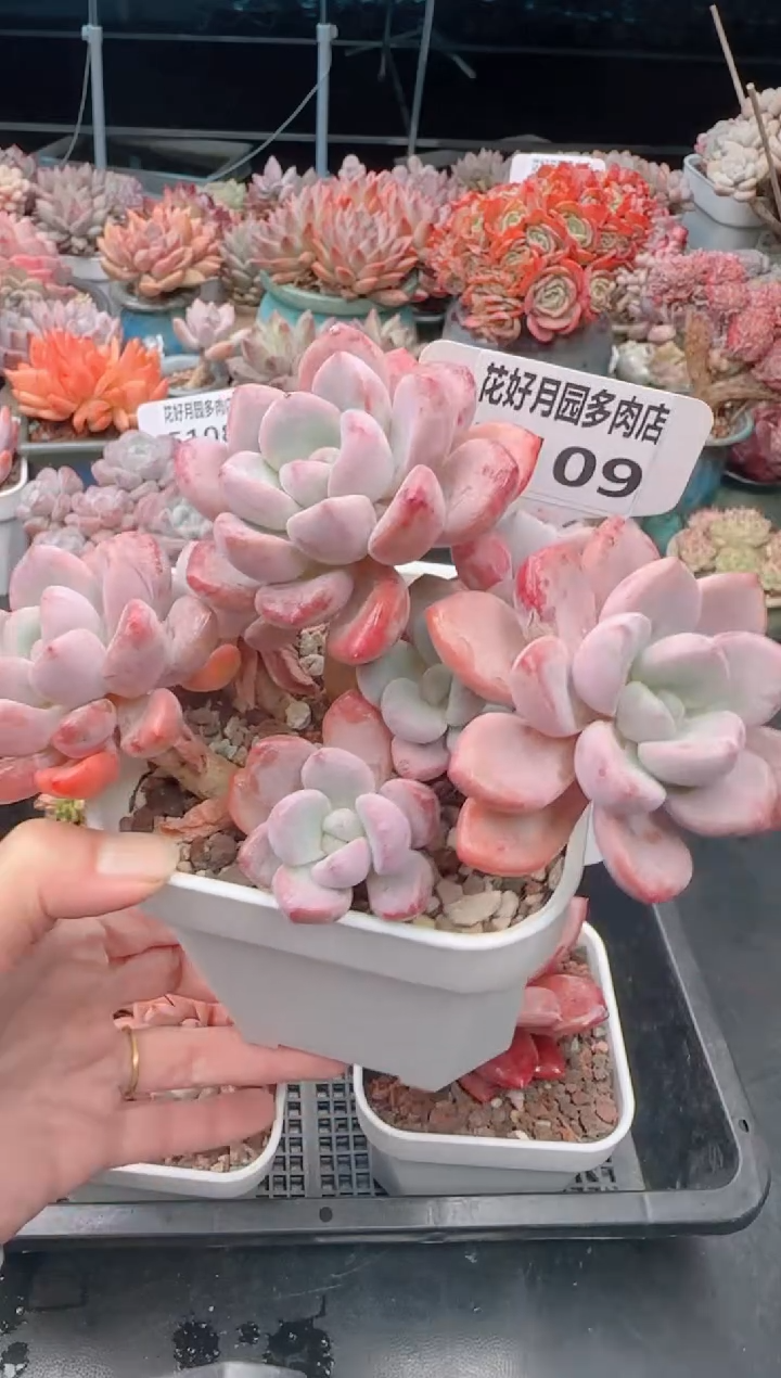 【闪购商品】5109白露