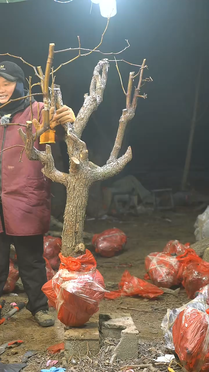 完全开放干**人枣树883