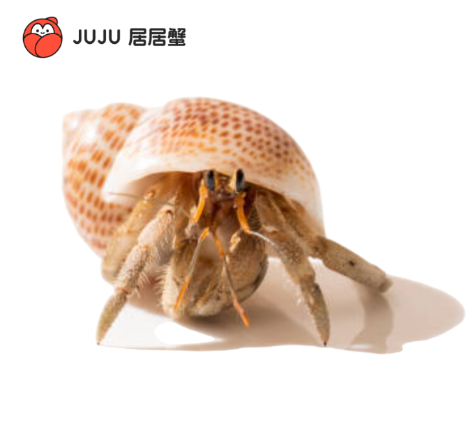 【组合装】迷你造景宠物  儿童礼物 桌面萌宠