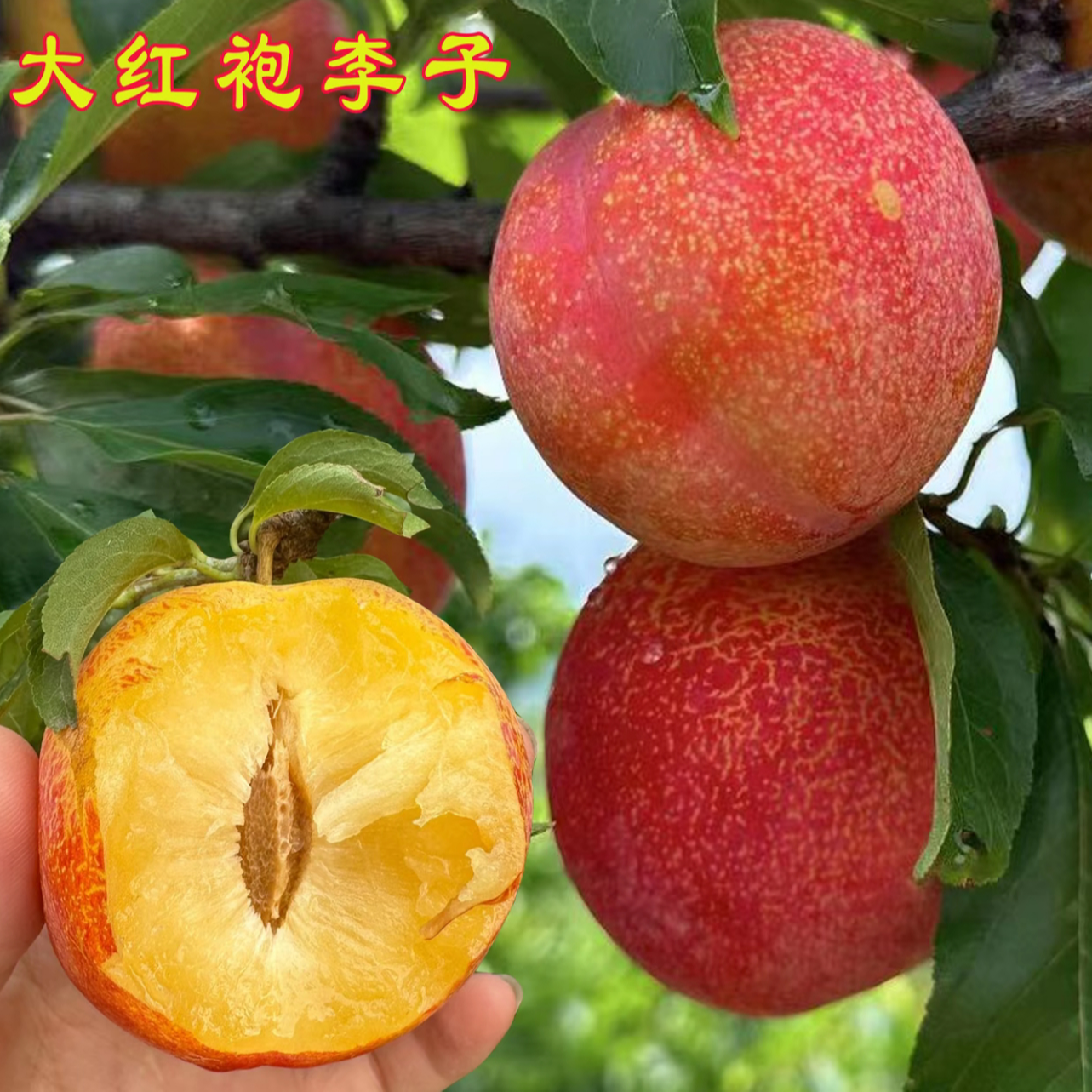 正宗嫁接蜂糖李西梅女神大红袍李耐寒南北方种植