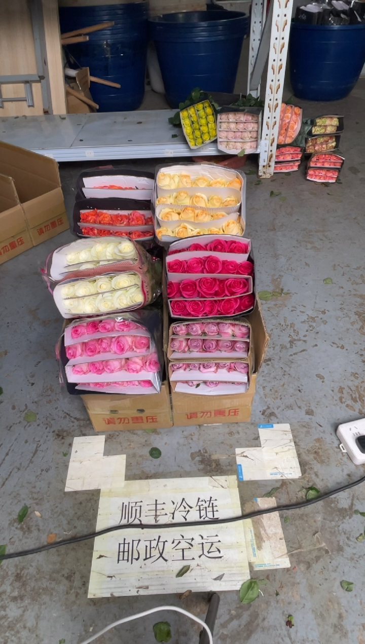 单头玫瑰60枝（任意3个品种）