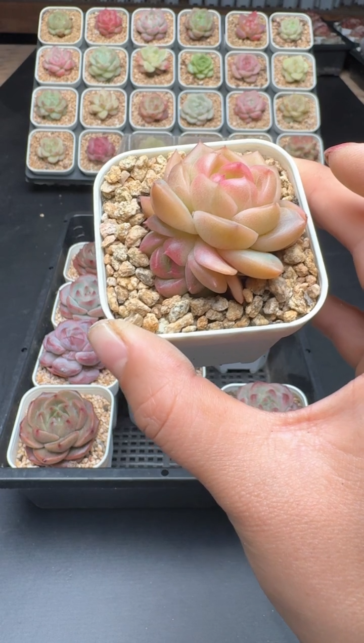 【闪购商品】186D物拍多肉带盆土6.5杯拍3颗包柚