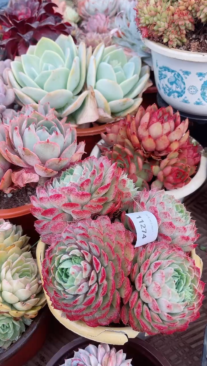 【闪购商品】11274