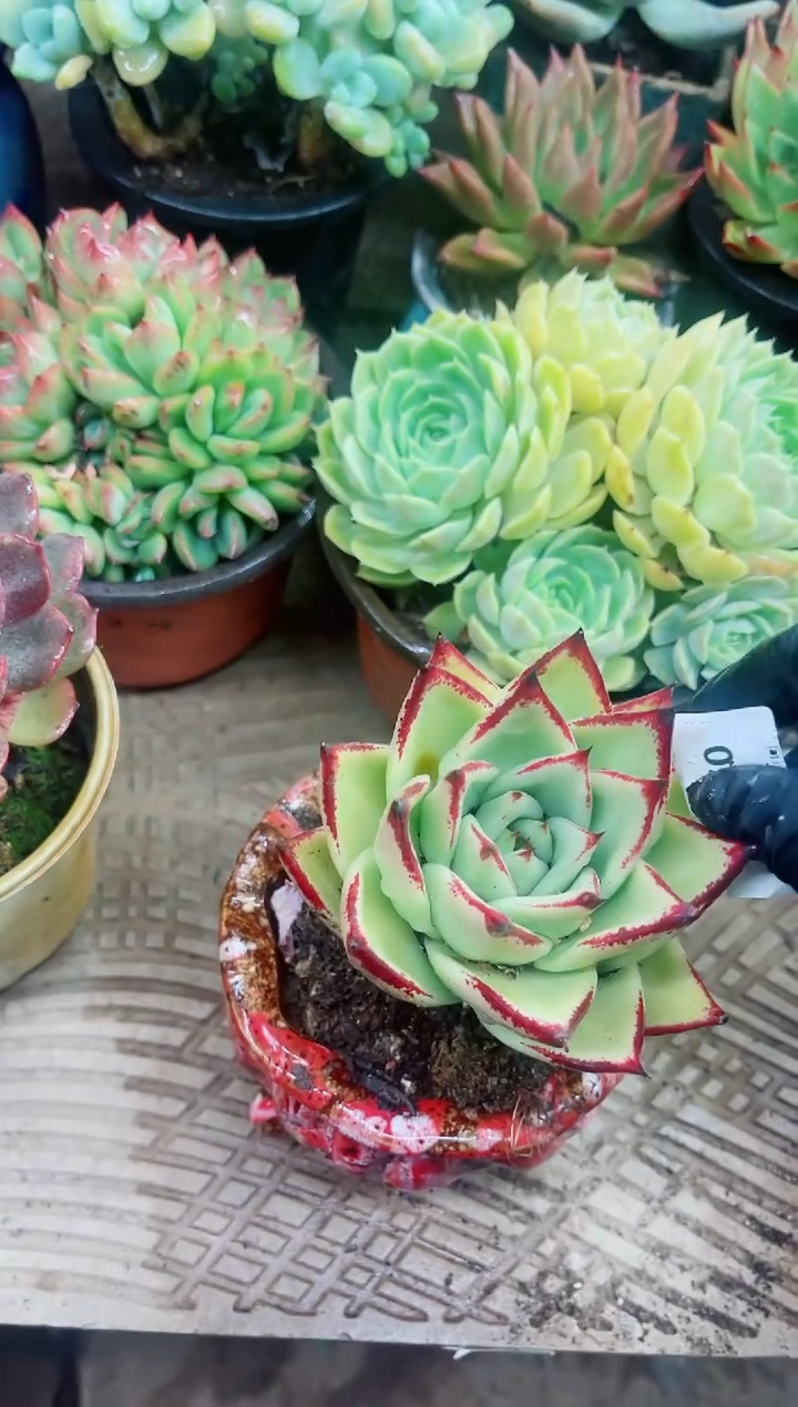 d****s05007多肉植物一物一拍