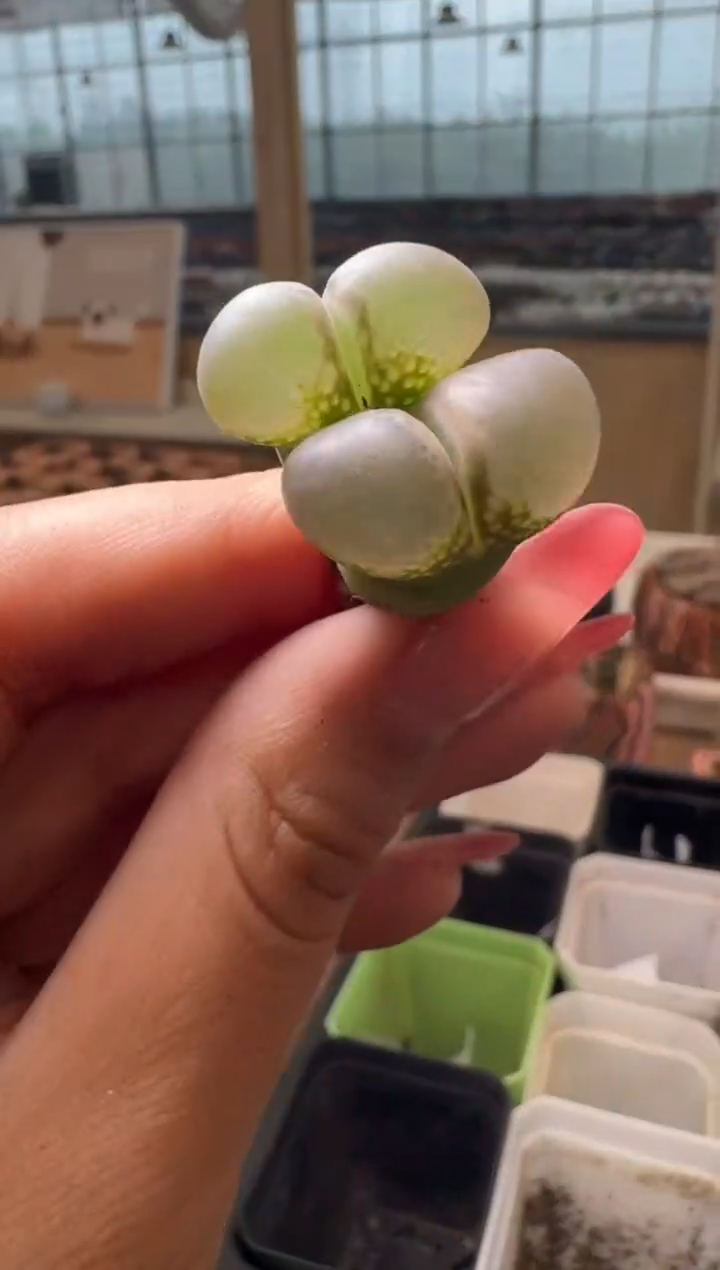 6-219多肉植物肉锥