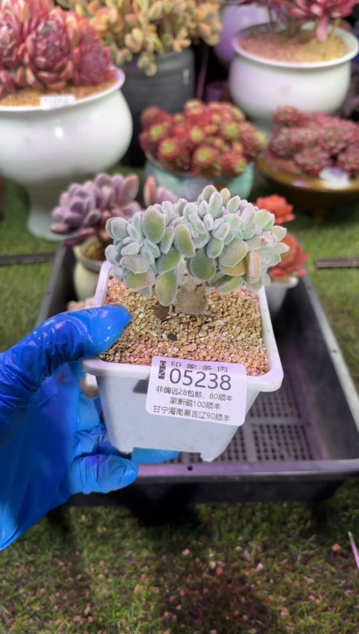 【闪购商品】05238