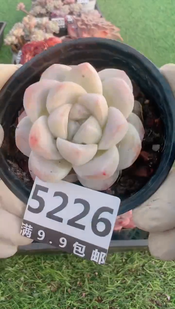 【闪购商品】信福多肉一物一拍