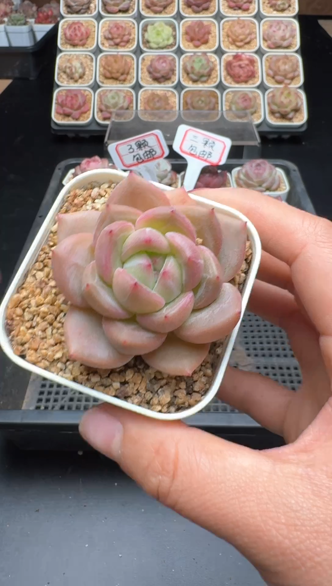 【闪购商品】961号 珍妮杂交多肉 花卉植物