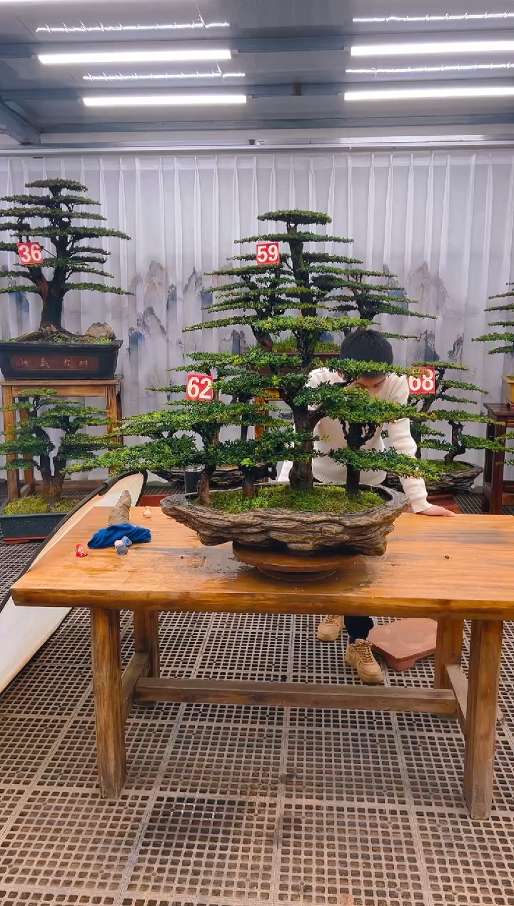 【闪购商品】紫砂精品盆景直播间一物一拍