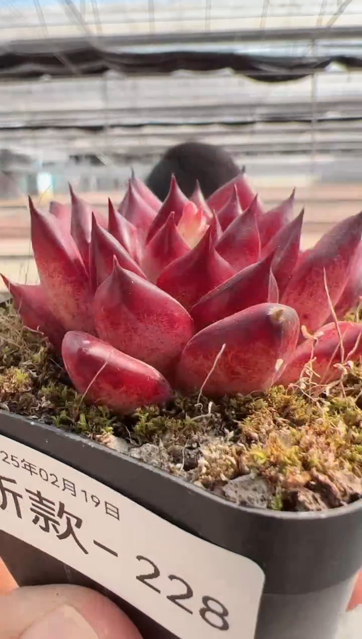 【闪购商品】新款多肉-229