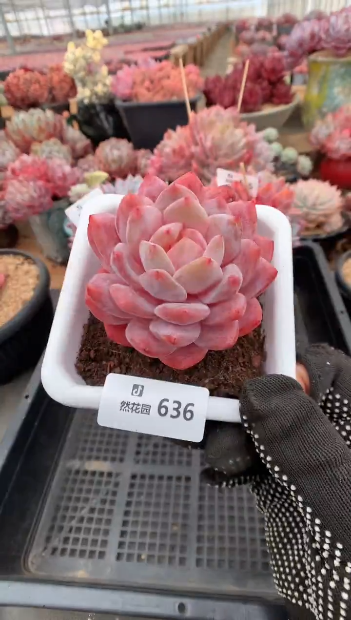 636雪天使多肉植物一物一拍