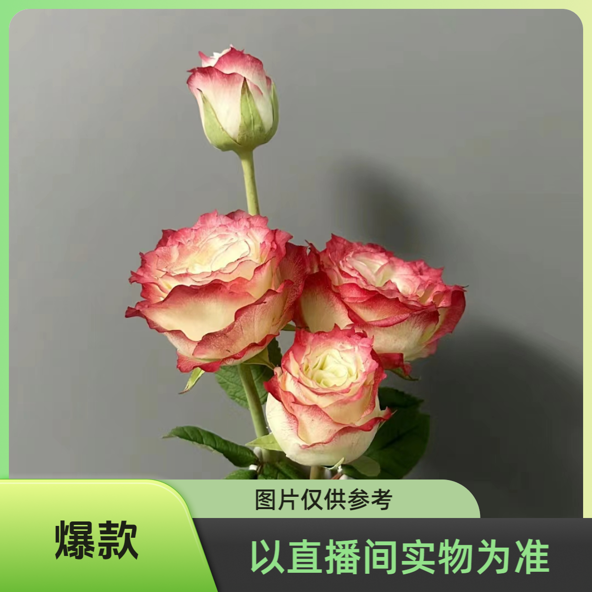 【沈阳鑫悦花坊鲜切花】苹果杰克玫瑰 