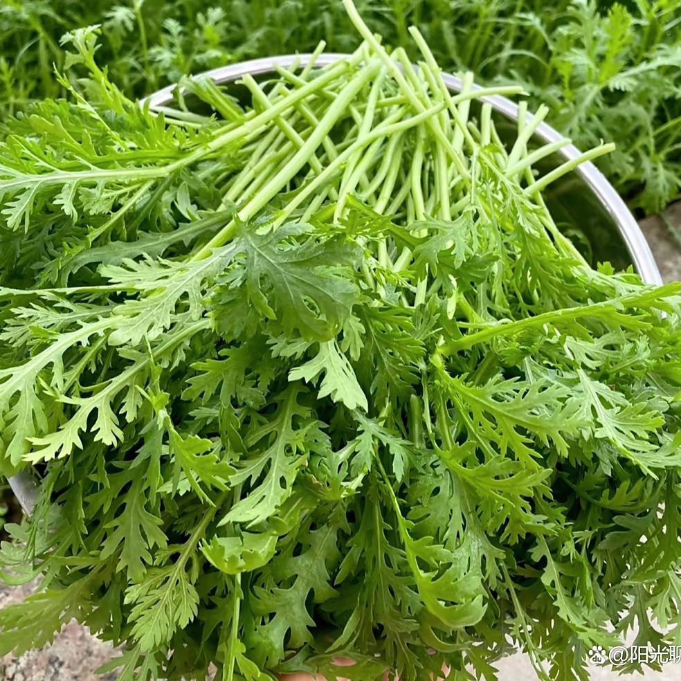 【顺丰次日达】苏北农户新鲜露天采摘嫩茼蒿当天发货涮火锅清炒烧汤