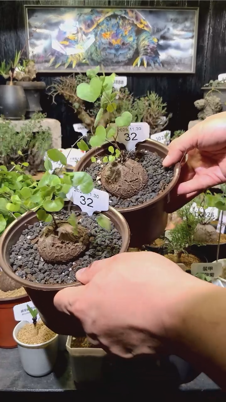 32号1130福利南非龟甲龙买一送一