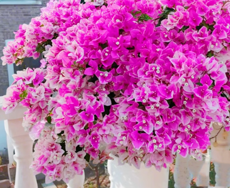 【漳红樱】三角梅盆栽爬藤植物庭院阳台观赏四季开花勤花带花发货