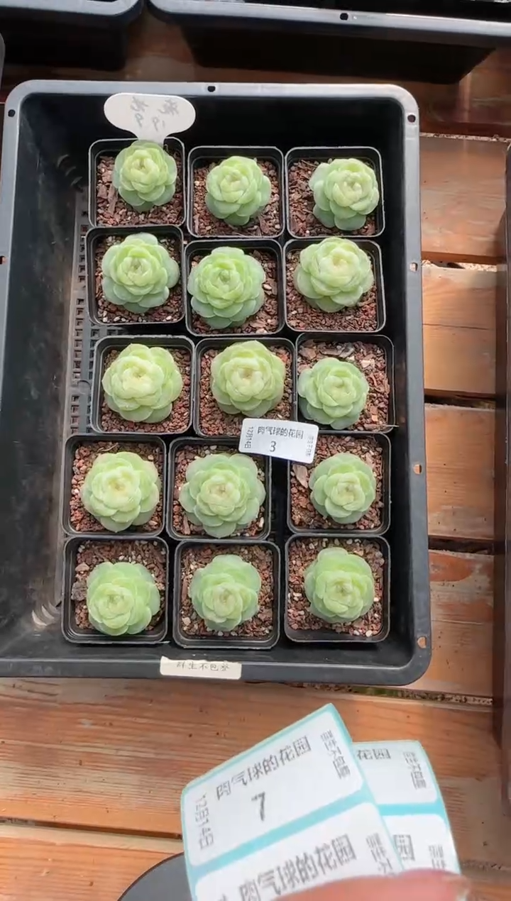 1214-03流光多肉量拍任意发一颗群生不包整