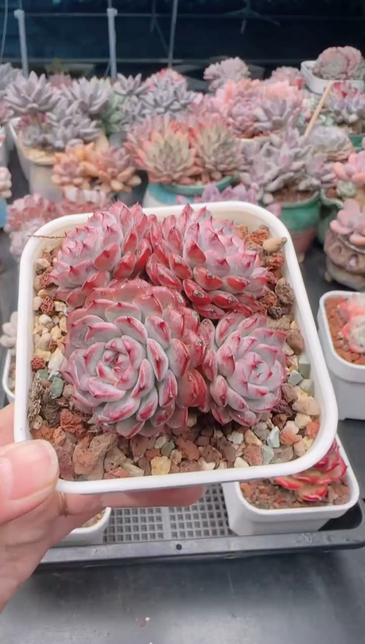 【闪购商品】8347姬莲