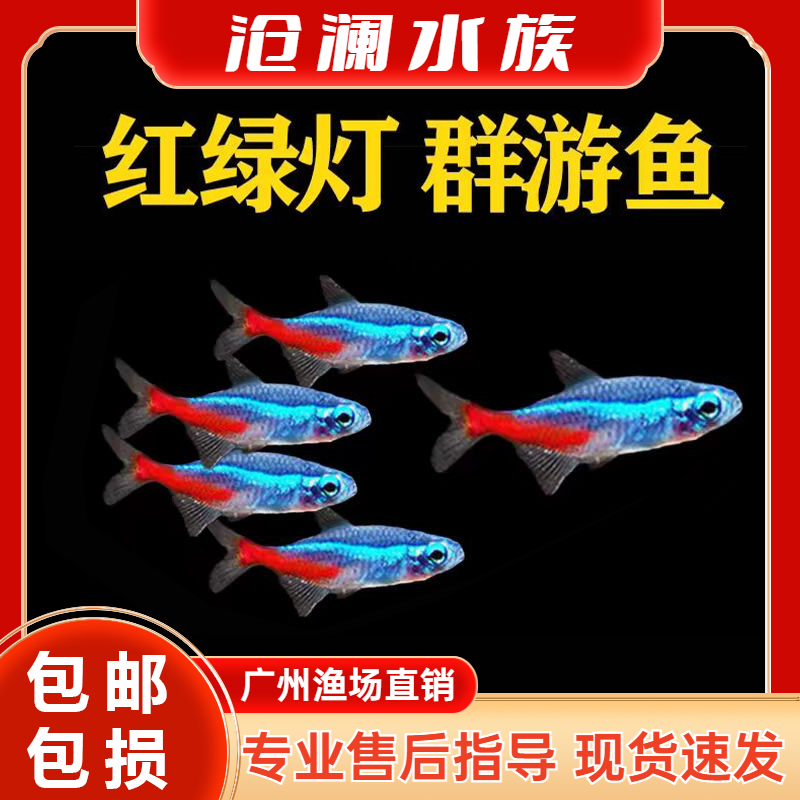 红绿灯鱼观赏鱼小型热带淡水灯科鱼活体草缸群游鱼宝莲灯小鱼金丝