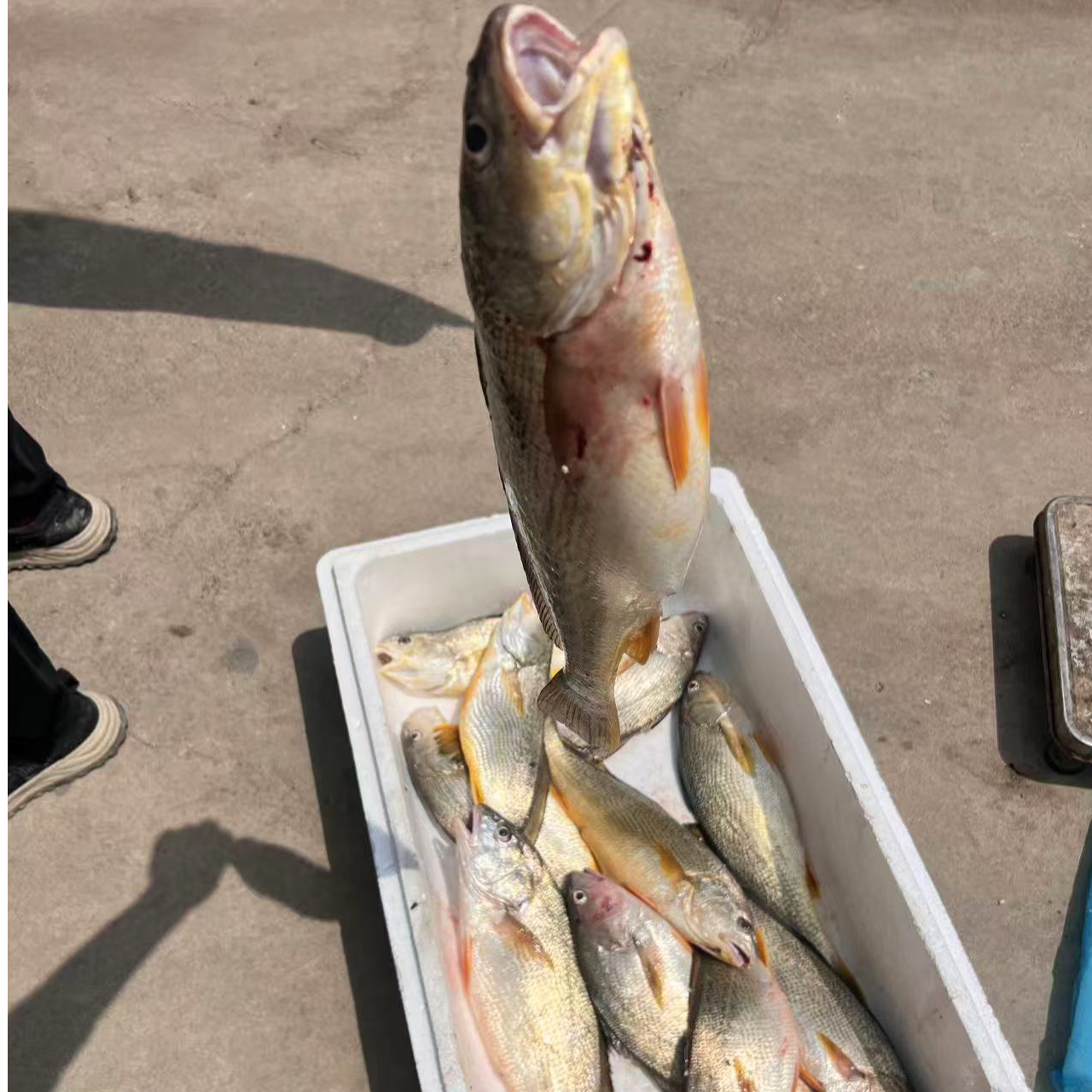 青岛田横山东头钓钓钩黄姑鱼