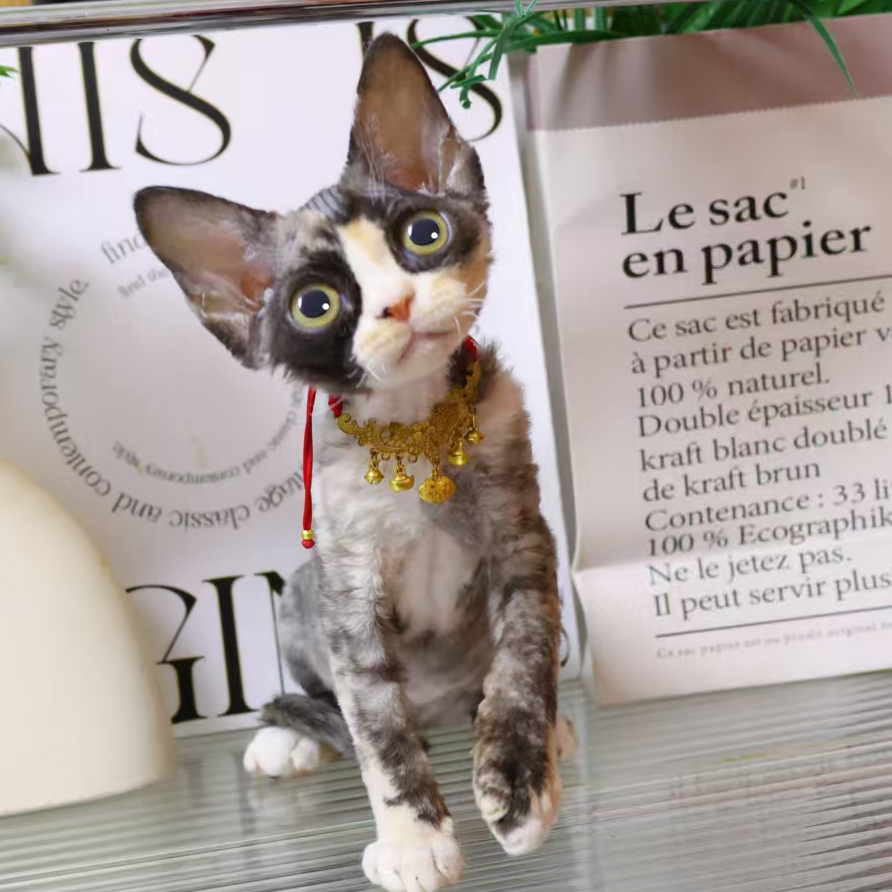 【蔚蓝】德文卷毛猫三花妹妹-彩陶